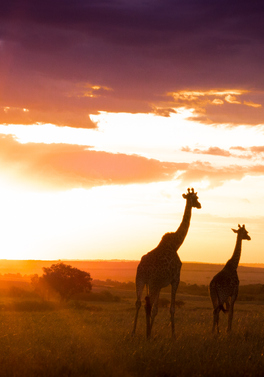 Family 4 night Kenya Safari and Mauritius Beach