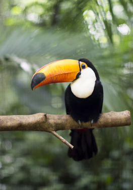 Central America Alive - 6 countries in one holiday!