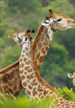 South Africa & Mauritius, Cape Town, Safari & All-Inclusive Beach Resort