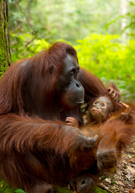 A Great Borneo Wildlife Adventure!