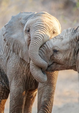 Cape Town, Big Five Kruger Safari & The Mighty Victoria Falls!