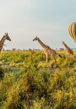 Bucket List Serengeti Safari!