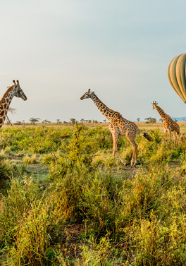 The Best of Tanzania Safari with Zanzibar Beach!