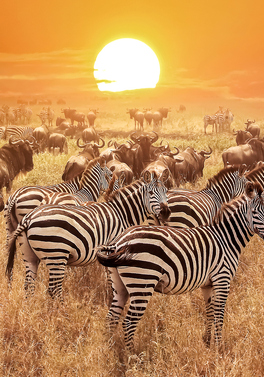 Tanzania - Simba 7 night Safari with Serena Lodges