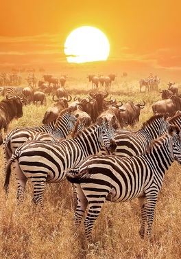 One for the teachers - Tanzania Safari and Matemwe Attitude Zanzibar!