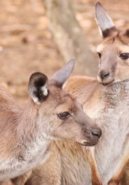 Untamed. Unfiltered. Welcome to Australia's wildest island!