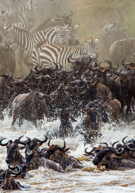 The Great Migration - 7 night luxury safari
