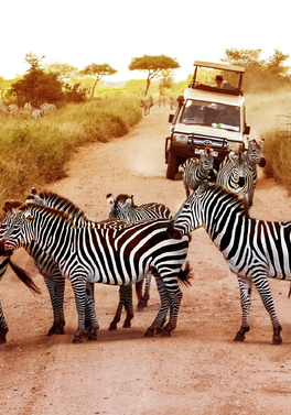 Explore with family or friends on this 7 night private Tanzania Safari!