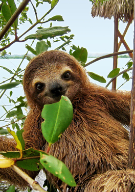 Costa Rica Pura Vida Experience