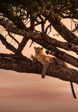 DUBLIN DEPARTURE - Feb Half Term - Tanzania Safari and Matemwe Attitude Zanzibar!