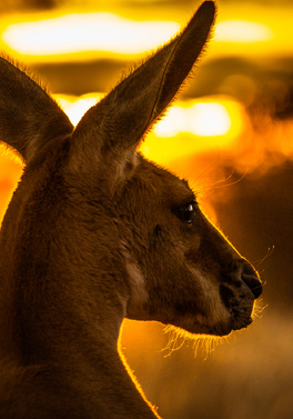 Kangaroos, Wine and Quokkas!