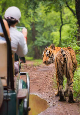 Discover authentic India on this tour of Delhi, Agra, Ranthambore and Jaipur