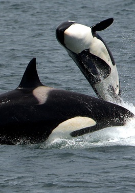 Pacific Rim Whales and Bears