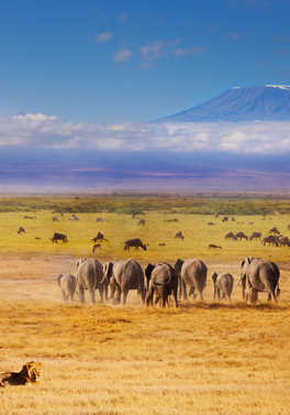 Amboseli 2nt Fly-In Safari - Ol Tukai Lodge
