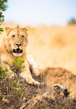 The Mombasa Rendezvous - 3nt safari departing from Mombasa Beach hotels