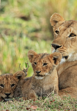 Through the Rift Valley -  Keekorok Lodges 4 nt / 5 day safari inc pre-night in Nairobi