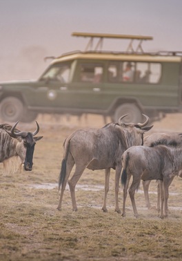 Simba Safari - 7nt/ 8 day Safari Tour - TW Camps 