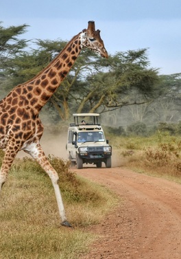 Through the Rift Valley - Serena Lodges -  4 nt / 5 Day Safari