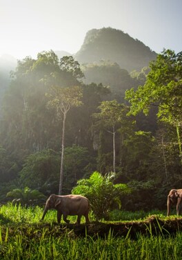 Romantic Hideaways & Elephant Hills: A luxury journey through Thailand