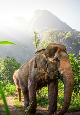 Iconic Thailand - City, Beach, Jungle and Islands in one trip!