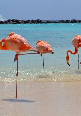 Adult Only Aruba Holiday with Private Island!