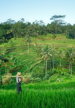 Overland from North Bali to Ubud