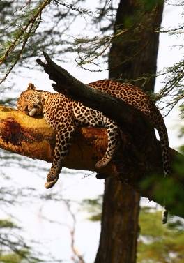 Highlights of Kenya