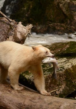 Spirit Bear Lodge, Grizzly and Spirit Bear Viewing
