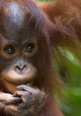Sandakan Wildlife Trails Experience