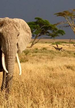 East African Explorer - Kenya and Tanzania on Private Basis