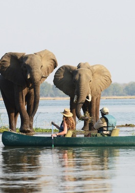 Into Wild Zambia – Great Rivers, Endless Plains & Africa’s Iconic Predators