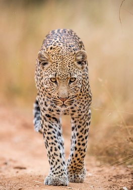 Kruger and the Kingdoms - 6 nights / 7 days Private tour