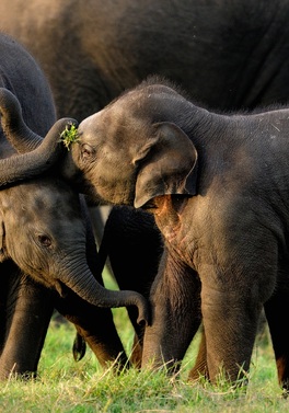 14 night Private Wildlife Tour of Sri Lanka