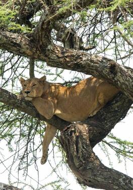 7 night Tanzania Safari and 5 nights Zanzibar Beach!