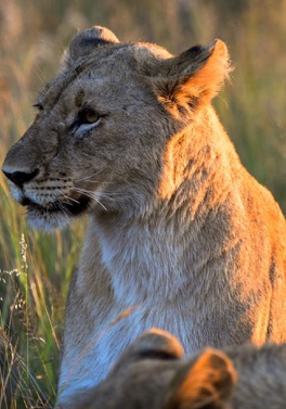 Luxurious Iconic South Africa: Winelands, Wildlife & Beachfront!