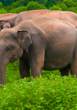 Authentic Sri Lankan Experience