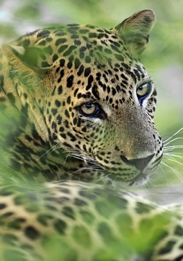 Luxury 10 Night Sri Lanka Wildlife Tour & Beach Escape!