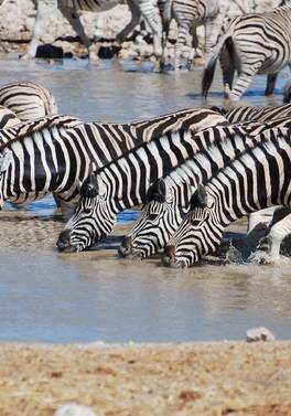 Leopard Safari – Lion Safari – Cheetah Safari