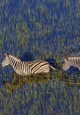 9-night Luxury Botswana Safari with 3-night Victoria Falls!