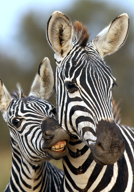 7 night safari from Nairobi to Mombasa and then relax at the beach!