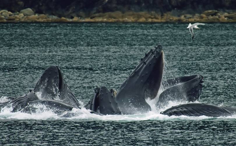TADOUSSAC WHALE WATCHING
