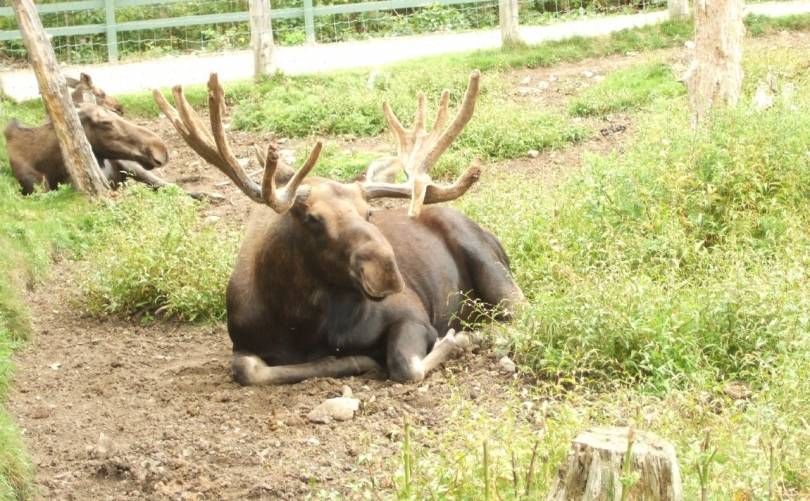 BIOPARC WILDLIFE PARK ADMISSION