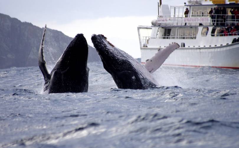 WHALE WATCHING CRUISE