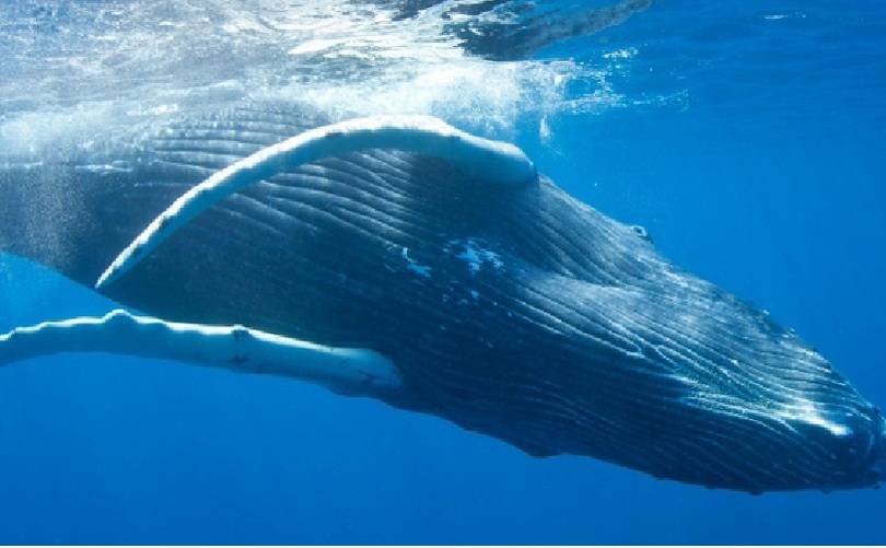 Teralani Sailing WHALE WATCH MAUI