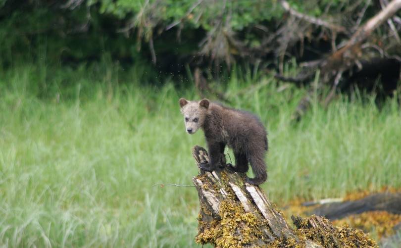 GRIZZLY BEAR VIEWING IN KHUTZEYMATEEN INCLUDING LUNCH