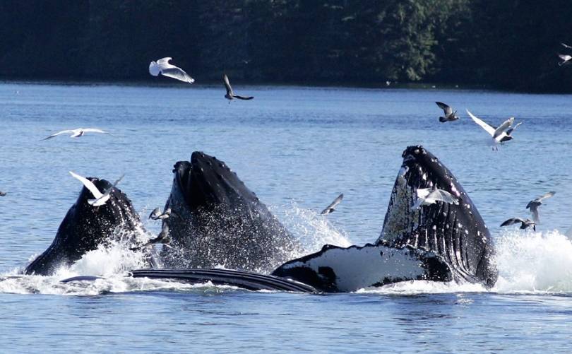 WHALEWATCHING TOUR