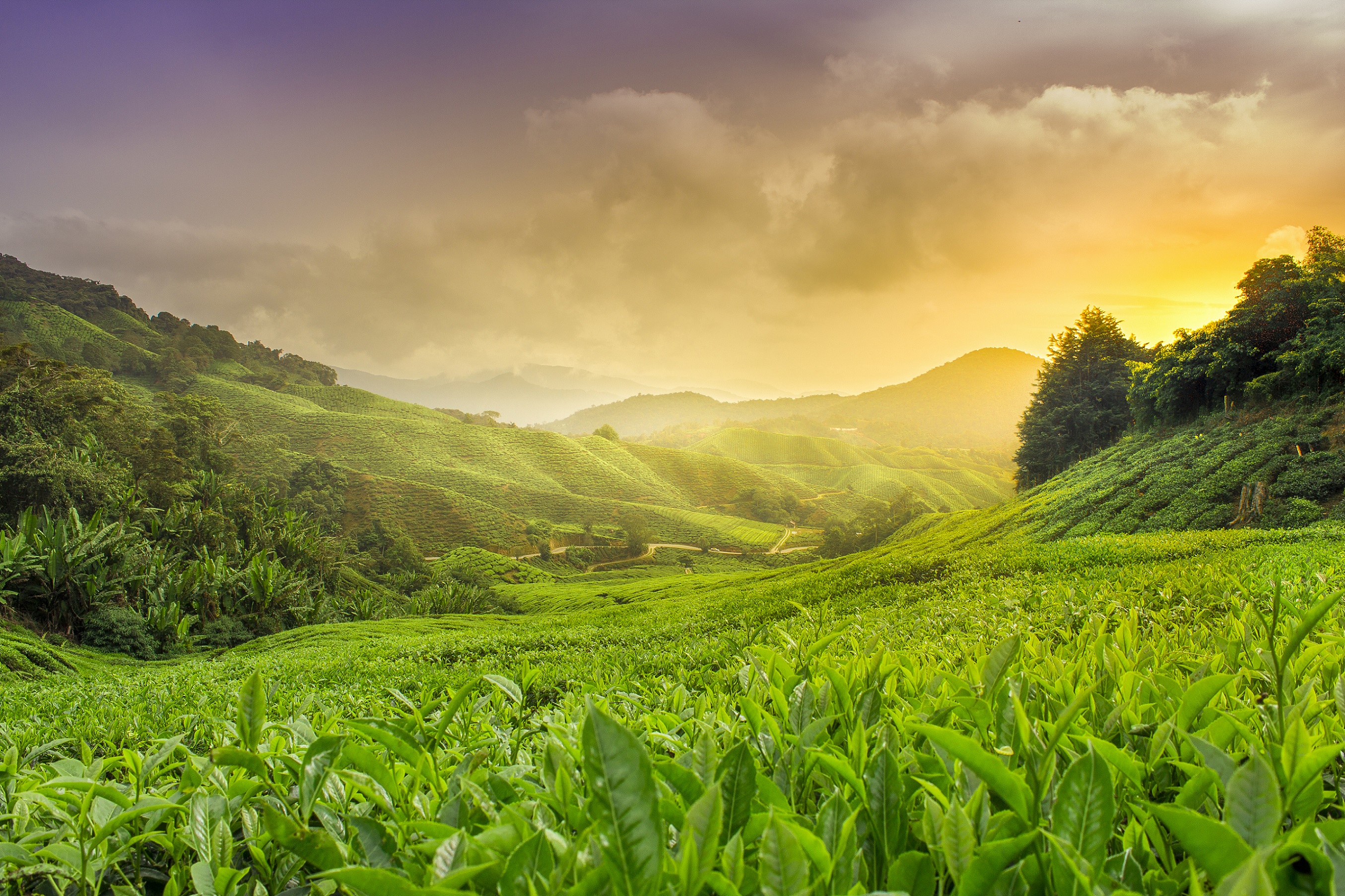 Cameron Highlands