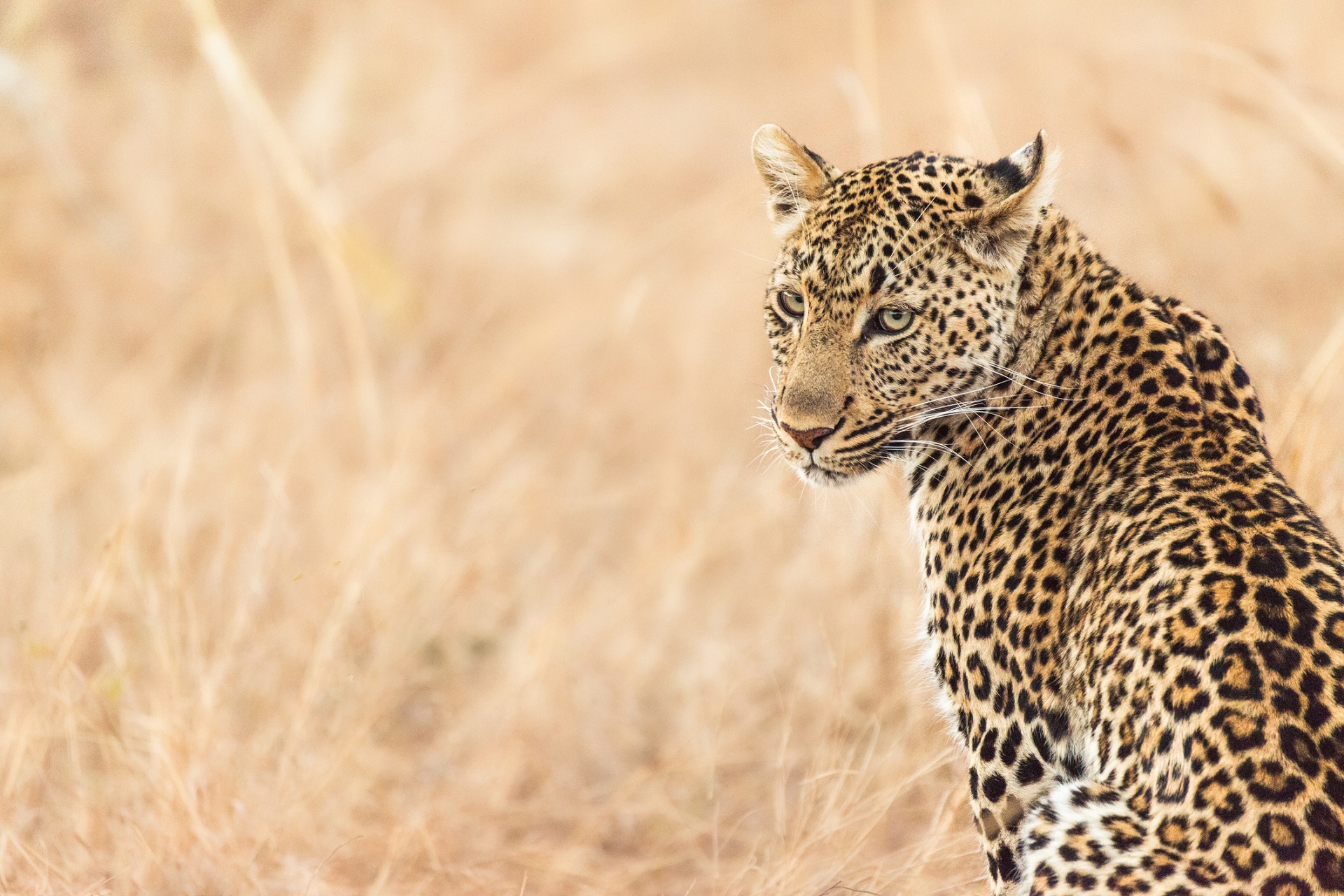 Southern Sun The Cullinan, Cape Town + Kruger National Park