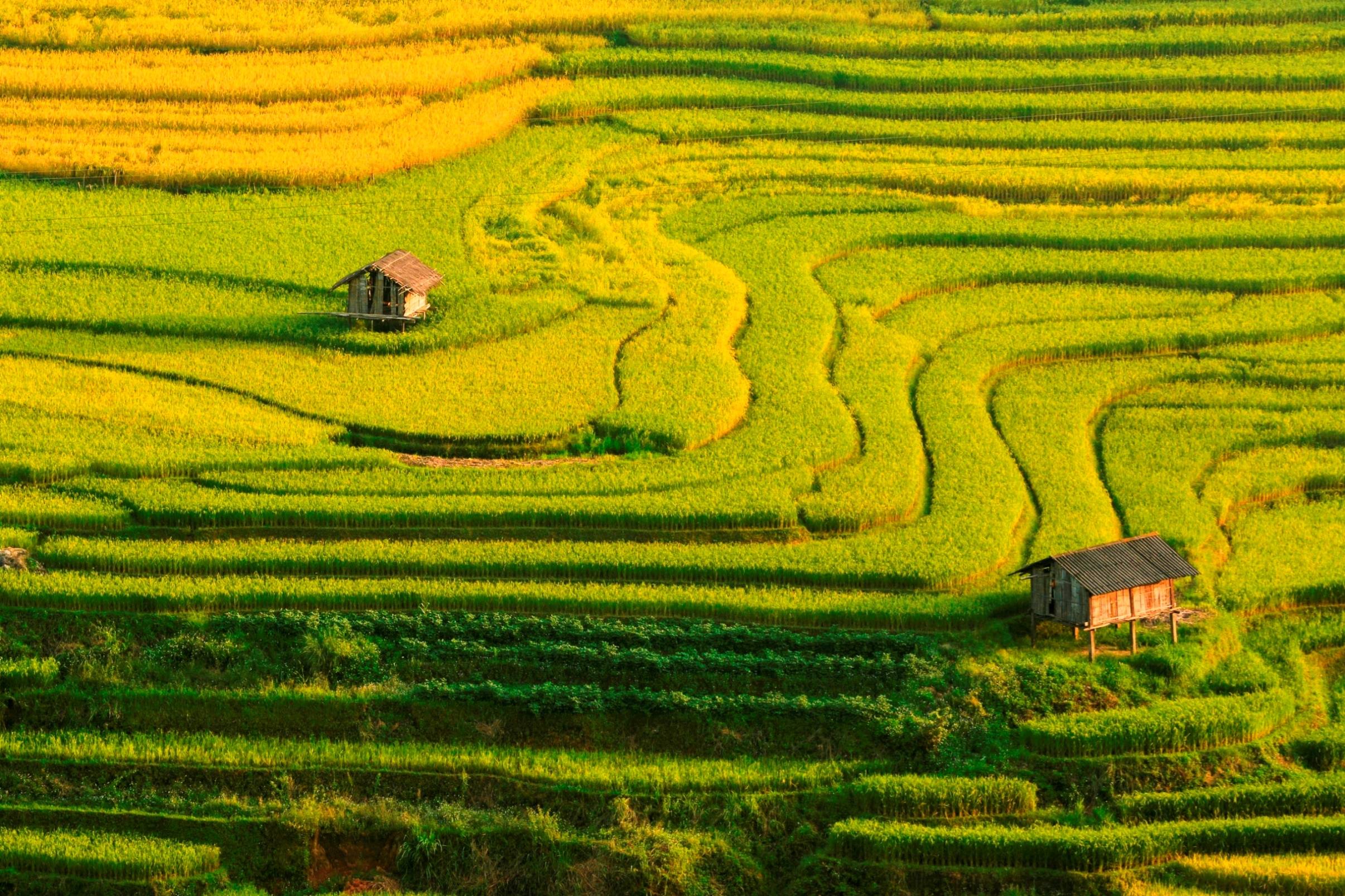 Rice Paddy Fields