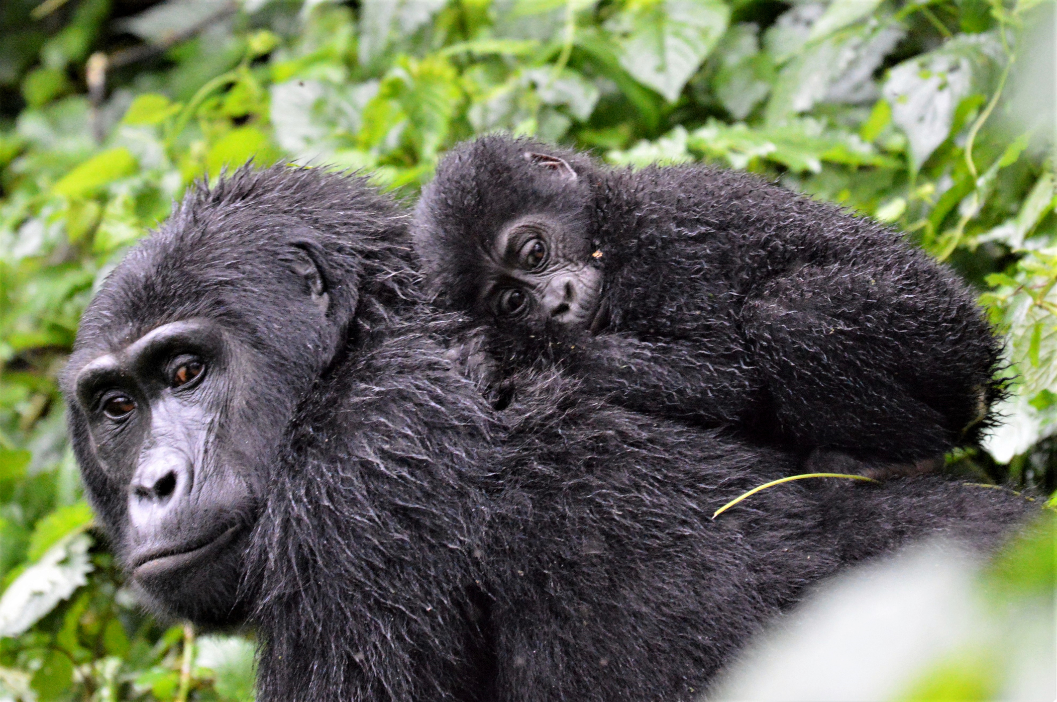 Gorilla and baby